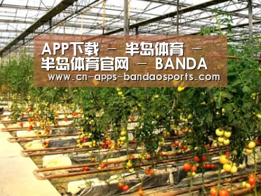 种植基地二(图1)